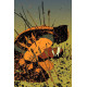 WOLVERINE 41
