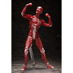 HUMAN ANATOMICAL MODEL ORIGINAL CHARACTER FIGURINE FIGMA 15 CM