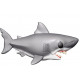 DENTS DE LA MER - GRAND REQUIN BLANC POP